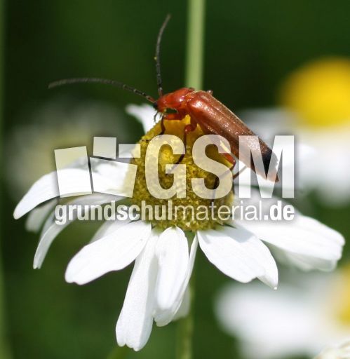 Rotgelber-Weichkäfer-2.jpg